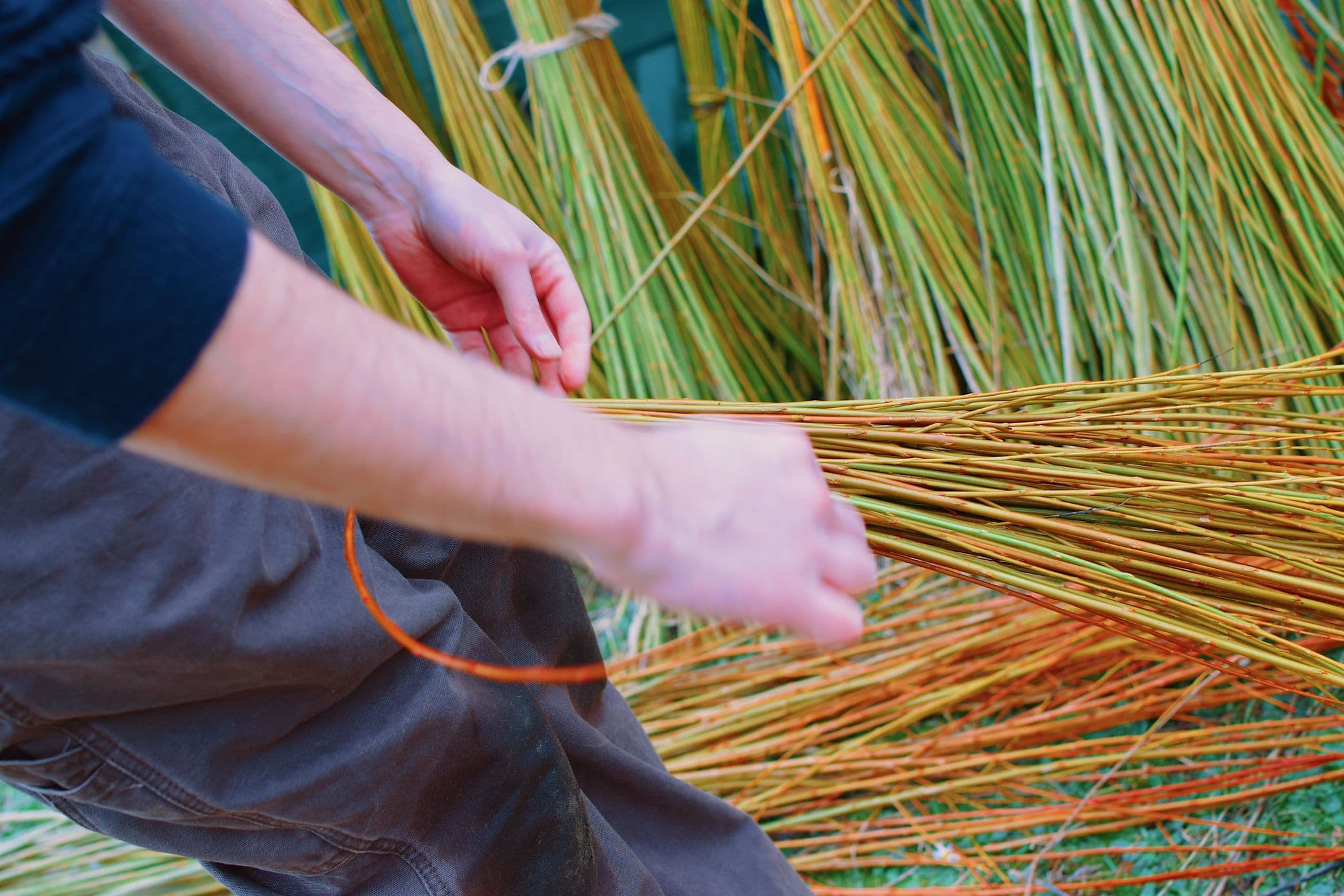 Hands bundling freshly cut coloured willow rods