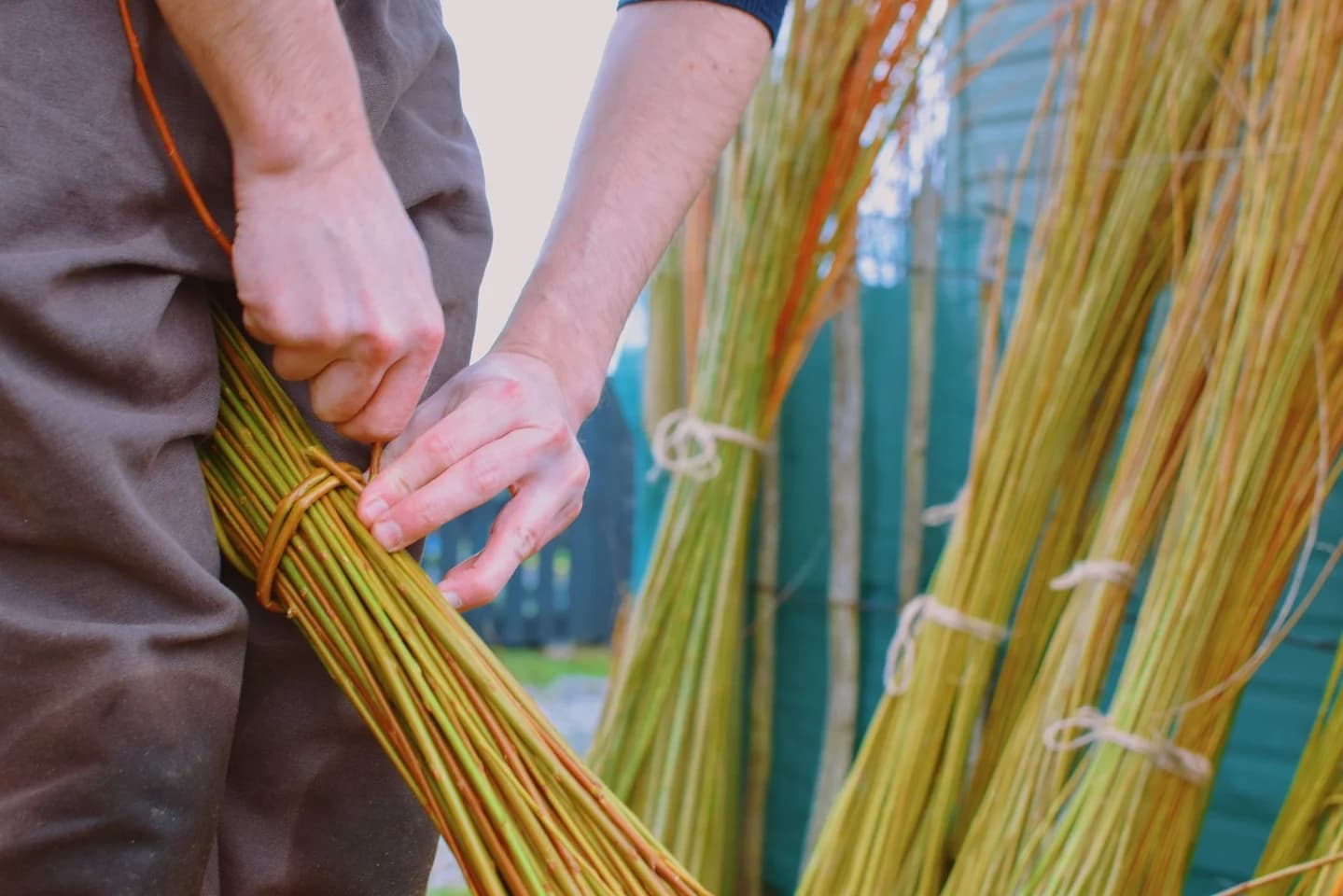 Hands tying a bundle of green willow rods