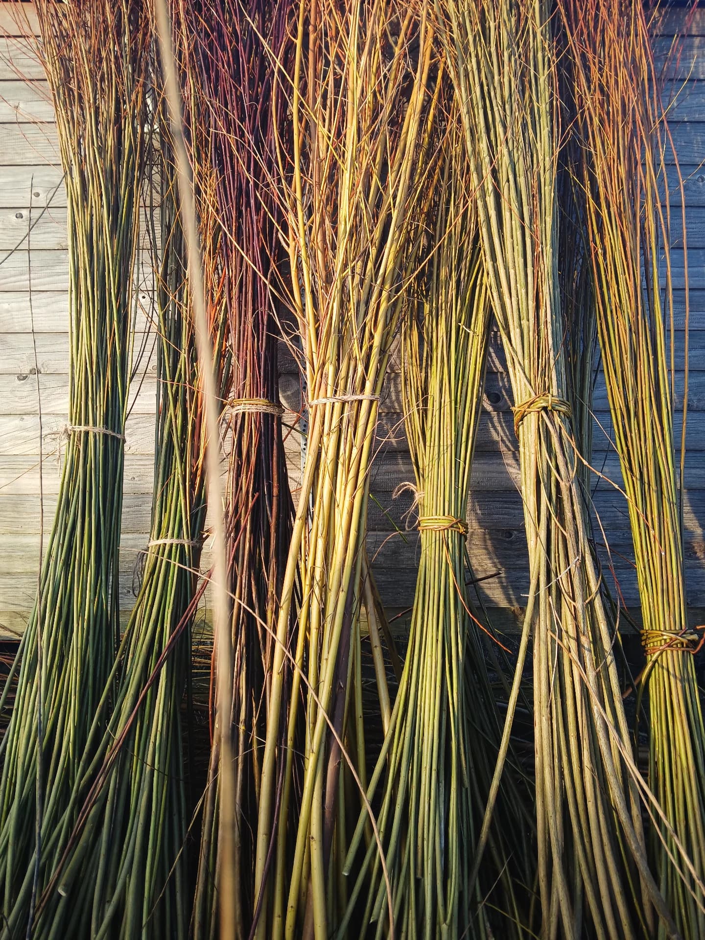 Harvested willow bundled and stored against a shed wall